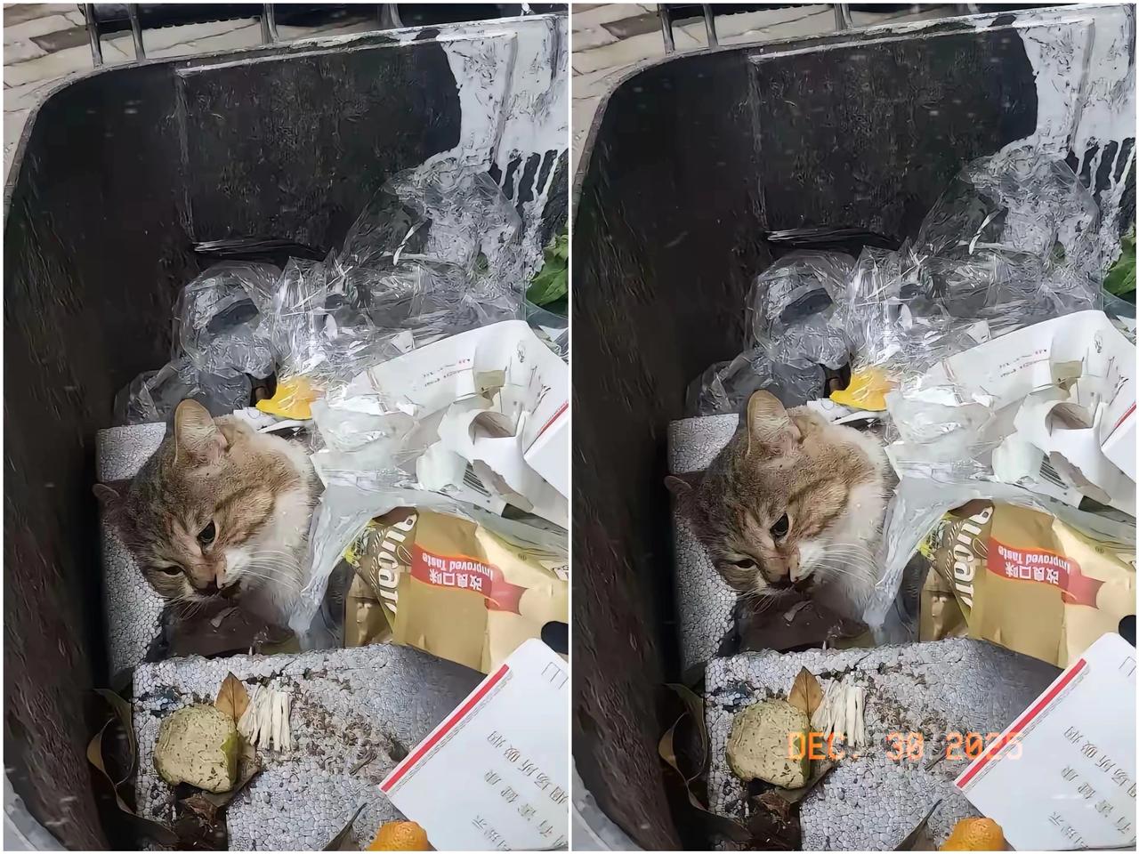 这天…阿姨倒垃圾时，心猛地揪紧——常喂的那只流浪猫蜷在垃圾桶里，没了呼吸，嘴角还