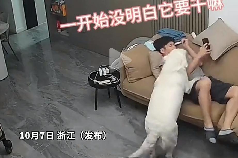 锅里水都烧干了，急的狗子不住的对着主人汪汪的狂叫后摇着尾巴跑向厨房，，主人丝毫没