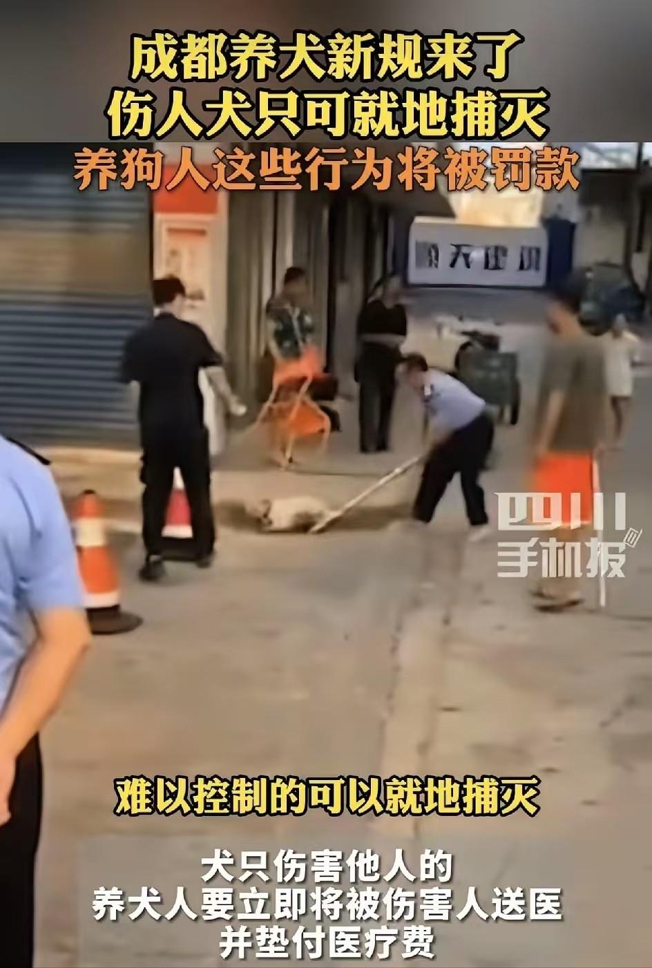 大家怎么看？四川手机报5月27日报道，5月27日，成都养犬新规正式获批的消息一出
