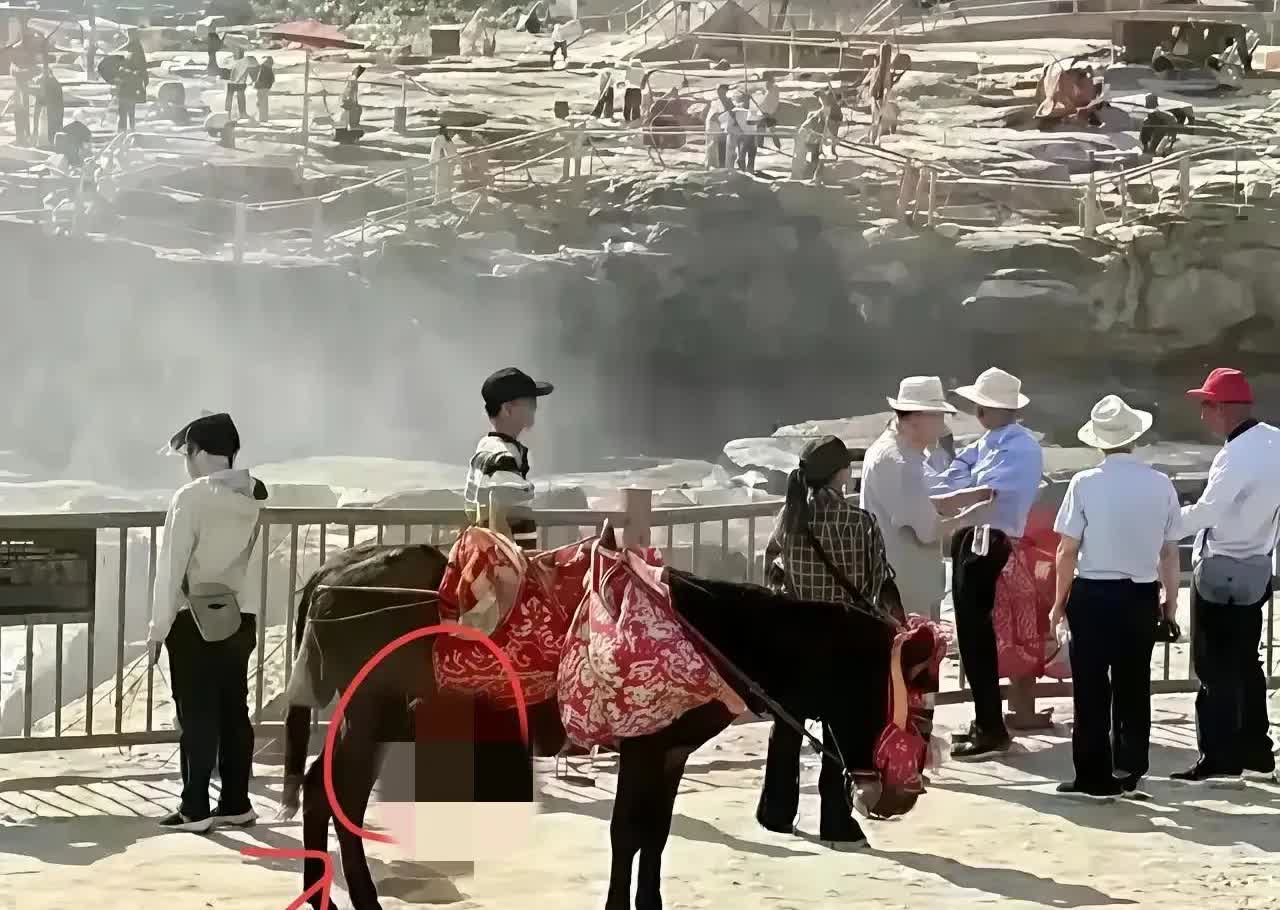 有人真驴！黄河壶口瀑布有人举报公驴在大庭广众之下，随意露出不雅部件。景区