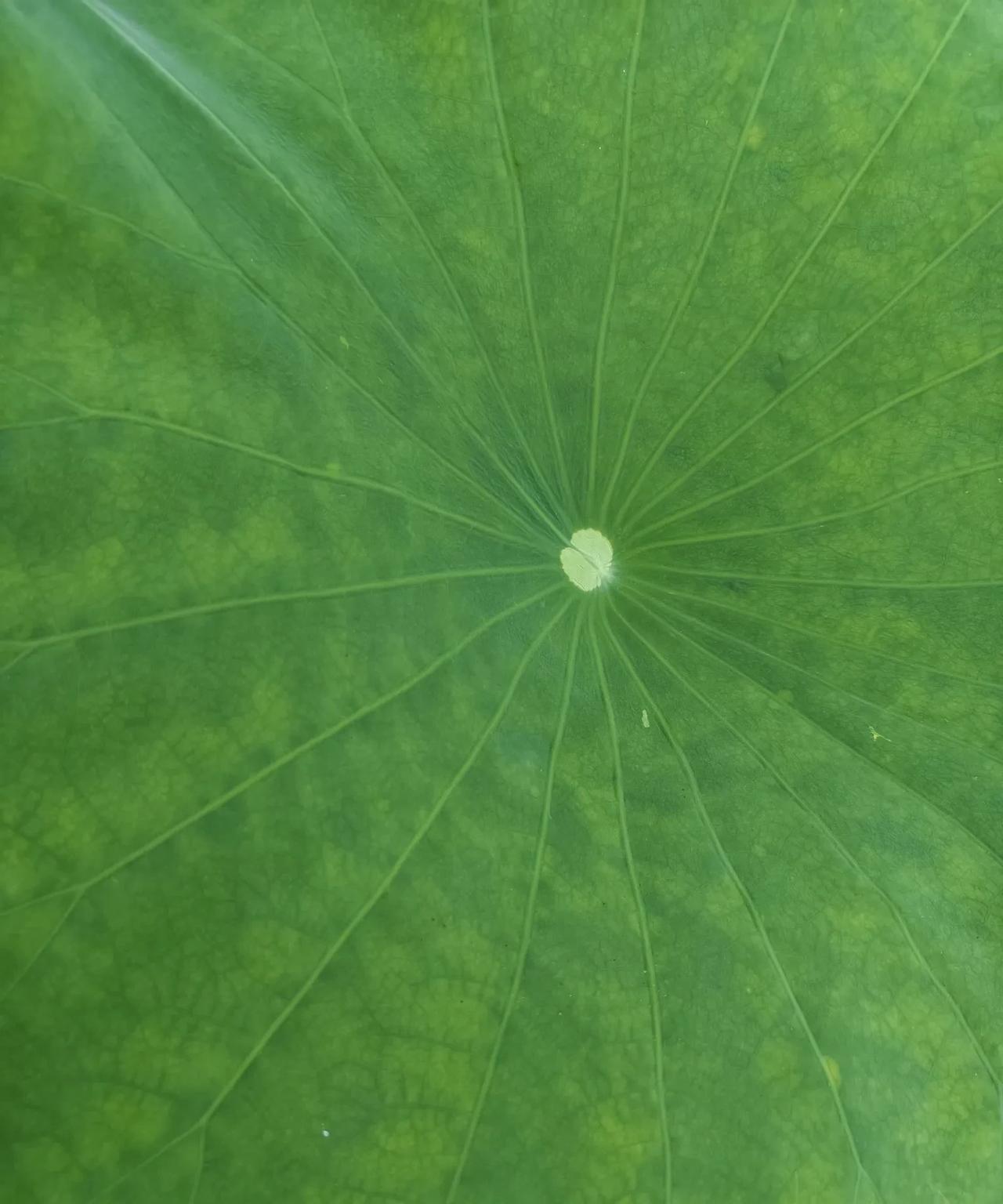 “永远不要向任何人诉苦，80%的人不关心，20%的人看笑话。”鲁迅先生在《而已