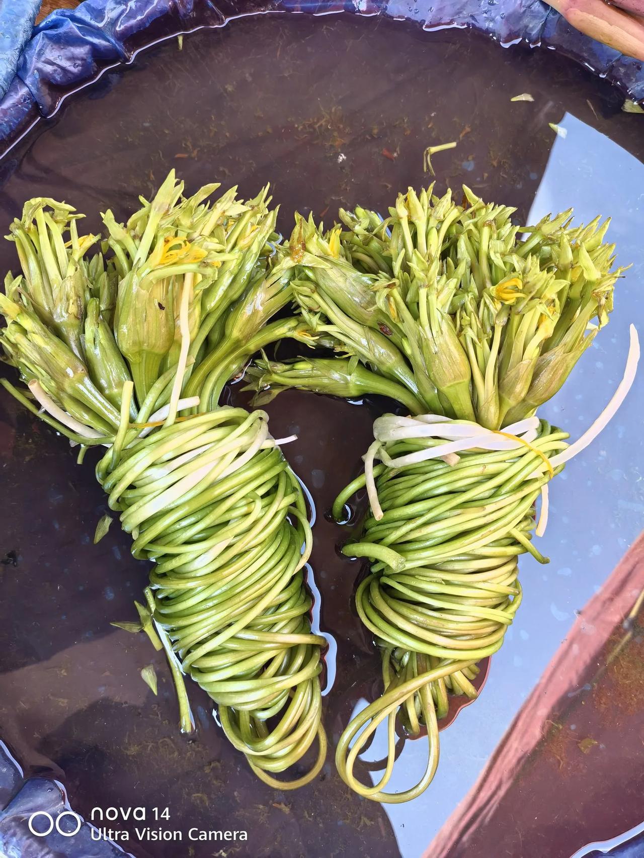 打卡春天友友看这啥花云南的花不仅可以看，还可以吃，味道还不错。水里的，树上的都能