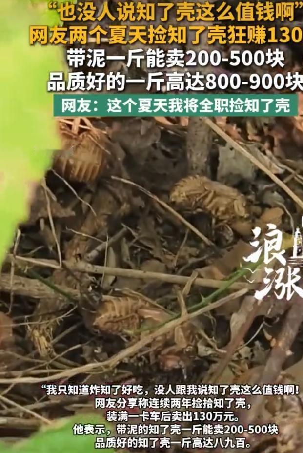 捡知了壳赚翻！两个夏天入账130万最近一则趣闻刷爆网络，有网友靠捡拾知了壳