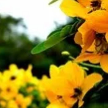 种植🌹黄槐的种植和管理。一、种植1.土壤选择：黄槐较为喜欢气候温暖、湿润的环