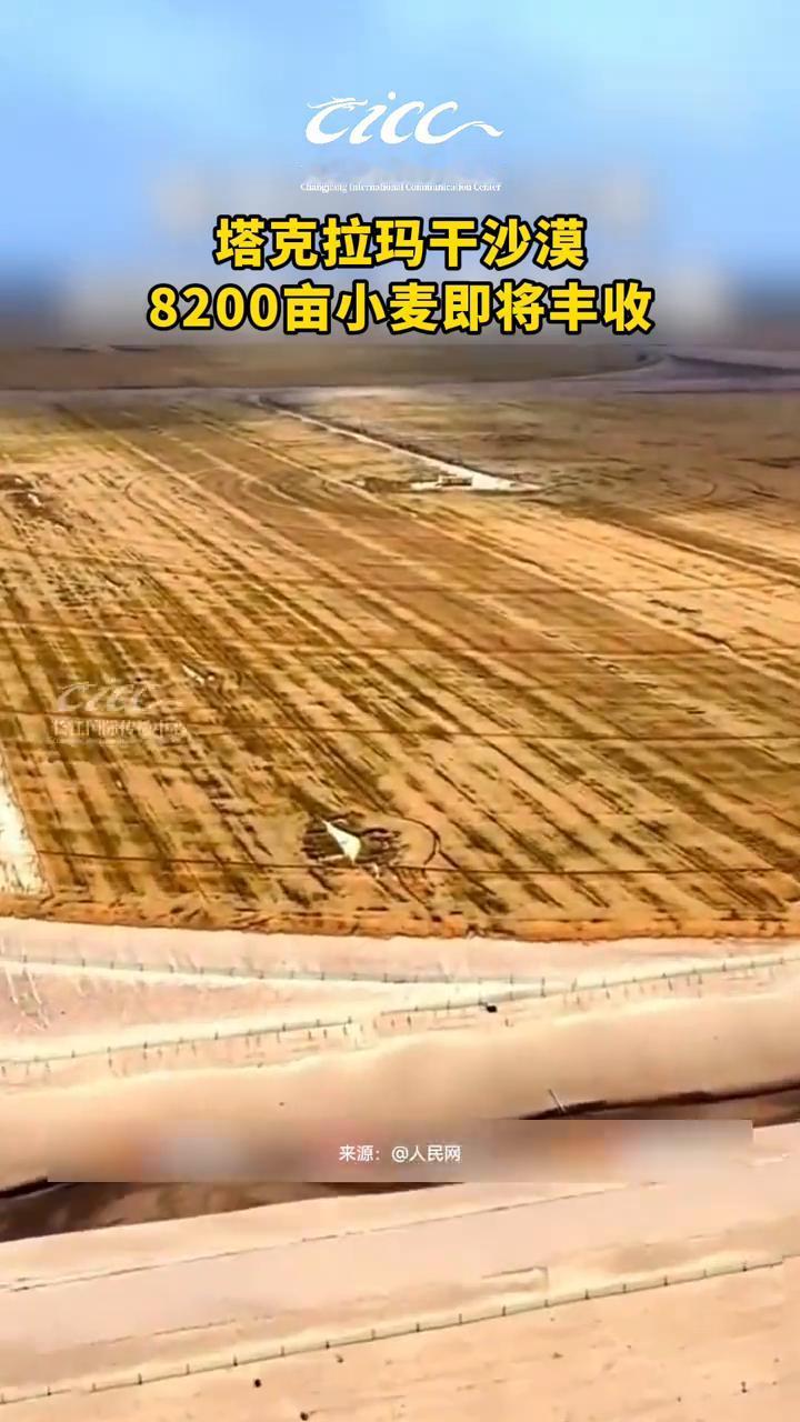 塔克拉玛干沙漠8200亩小麦即将丰收。长江国际传播中心。塔克拉玛干沙漠在治沙
