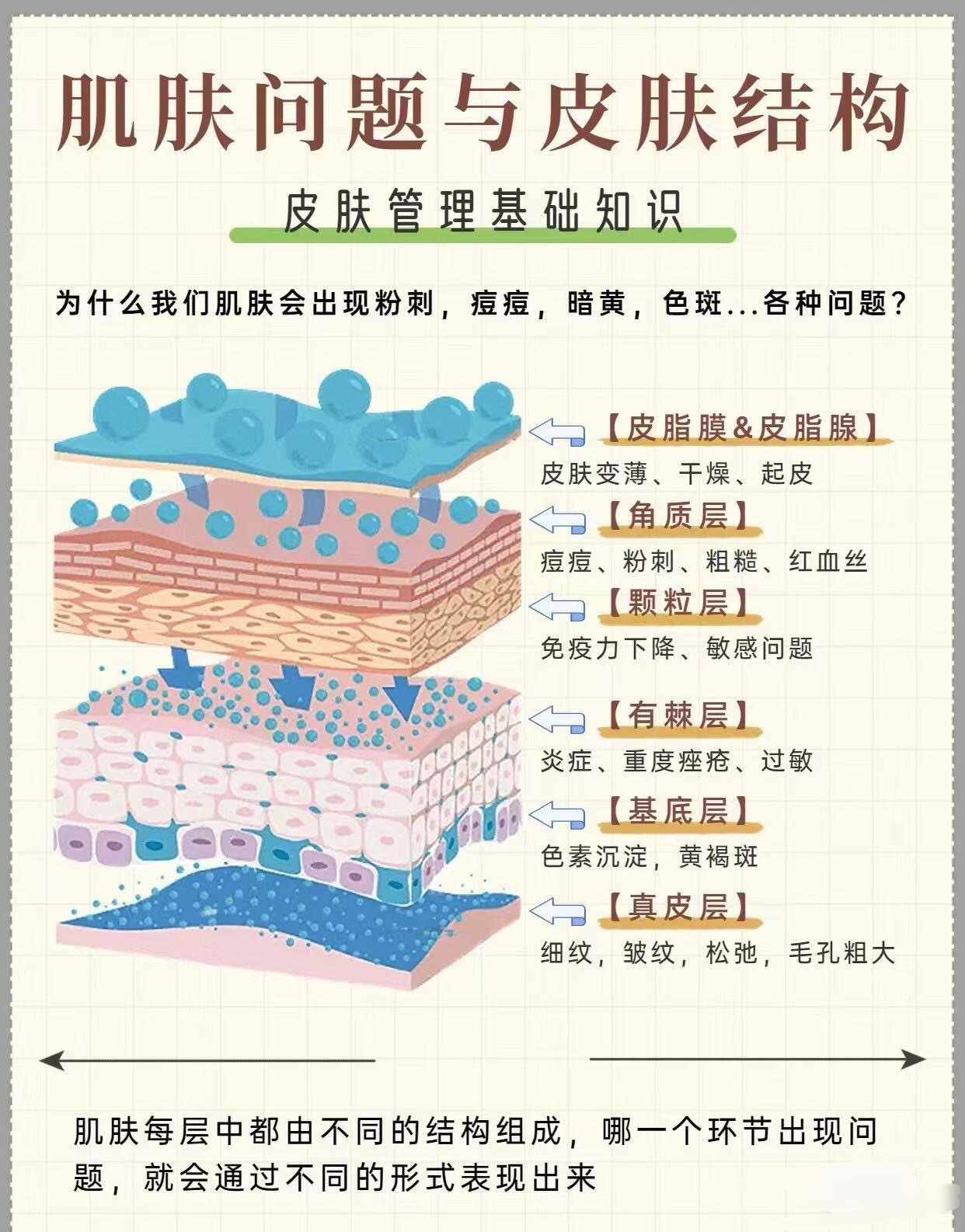 护肤产品、护肤分享NO.1—皮脂膜&皮脂腺1：皮脂膜对肌肤起着保护作用，表皮口能
