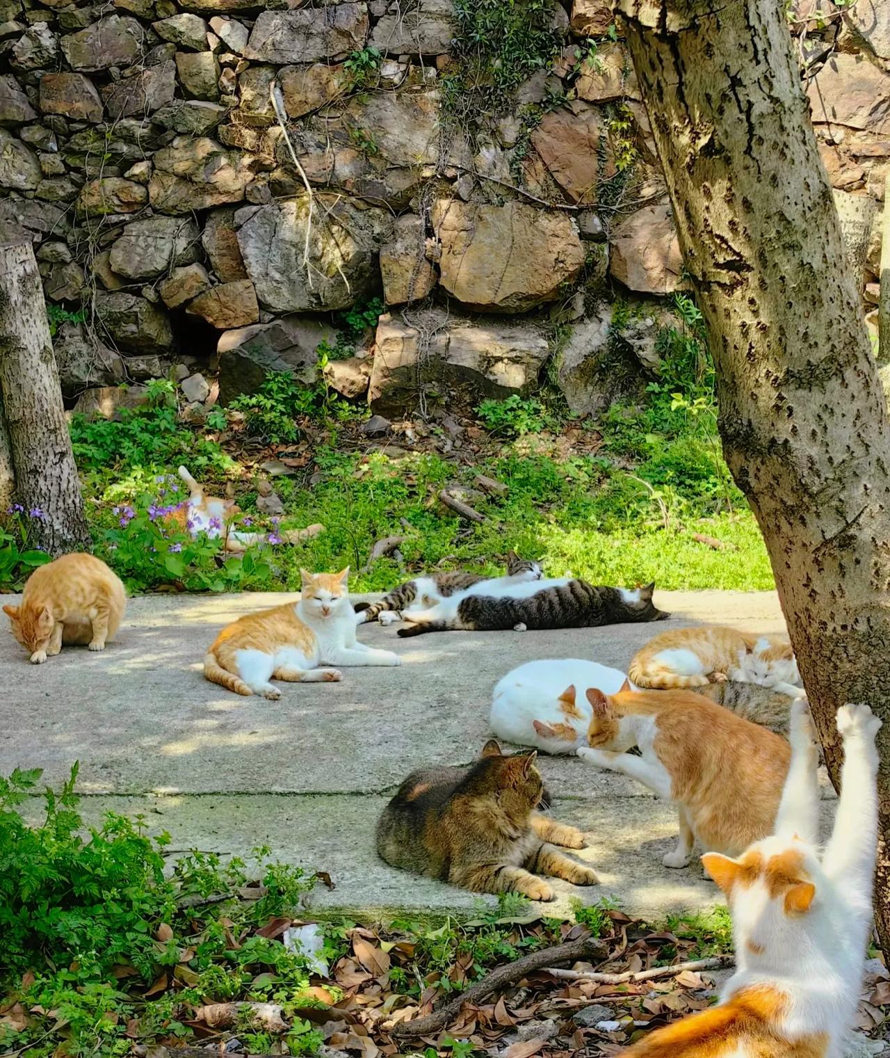 这捅了猫窝了么。惠山好像有个猫咪乐园，保守估计20只以上猫猫，看告示牌上写的是