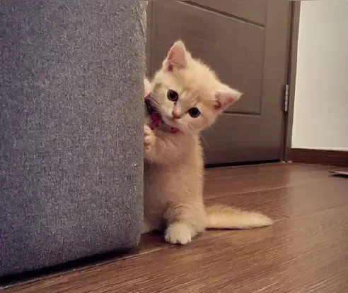 小猫救主人的命太神奇了独居老人突然倒地不起，谁也没想到，