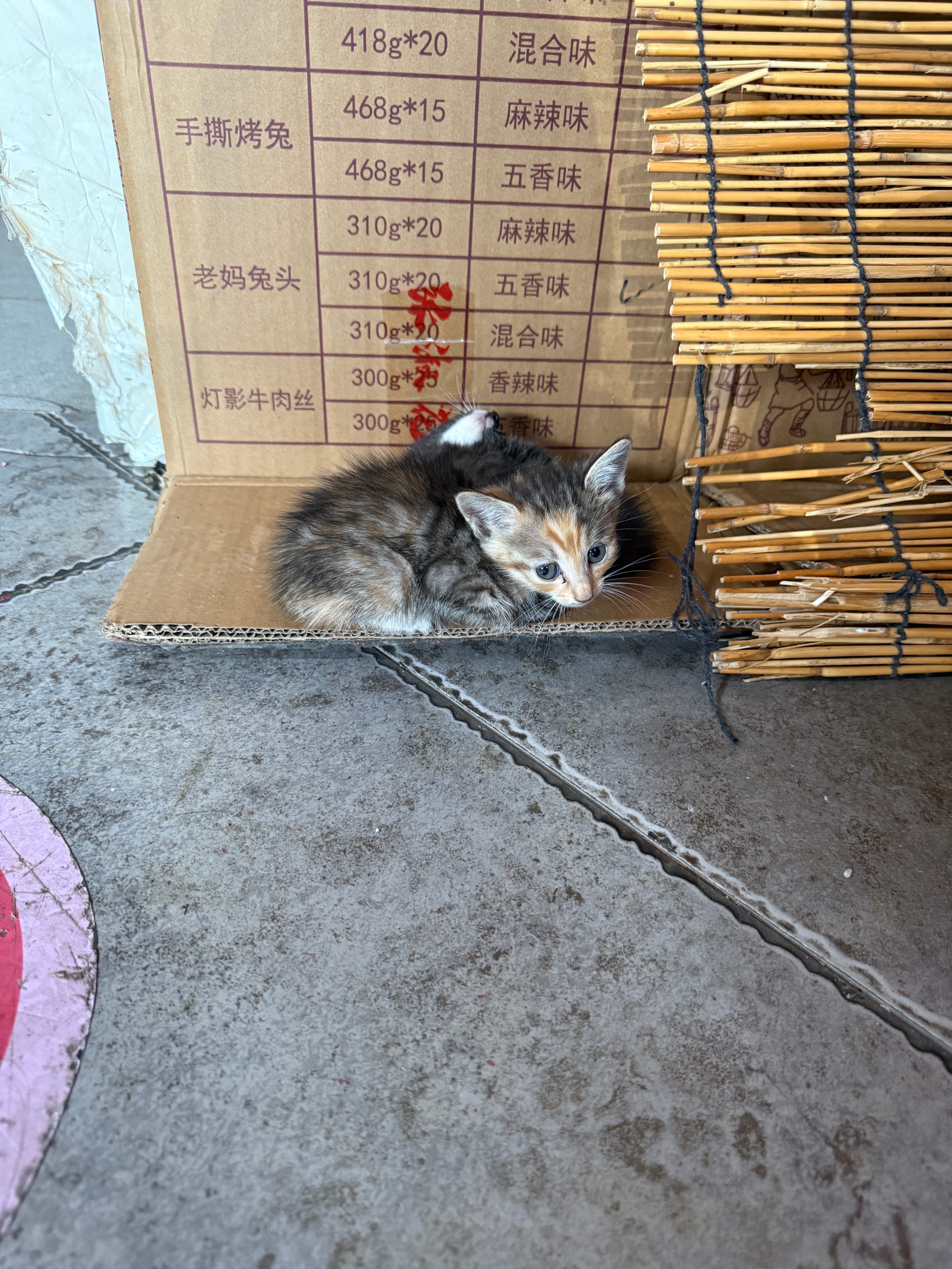 公司的小猫咪​​​