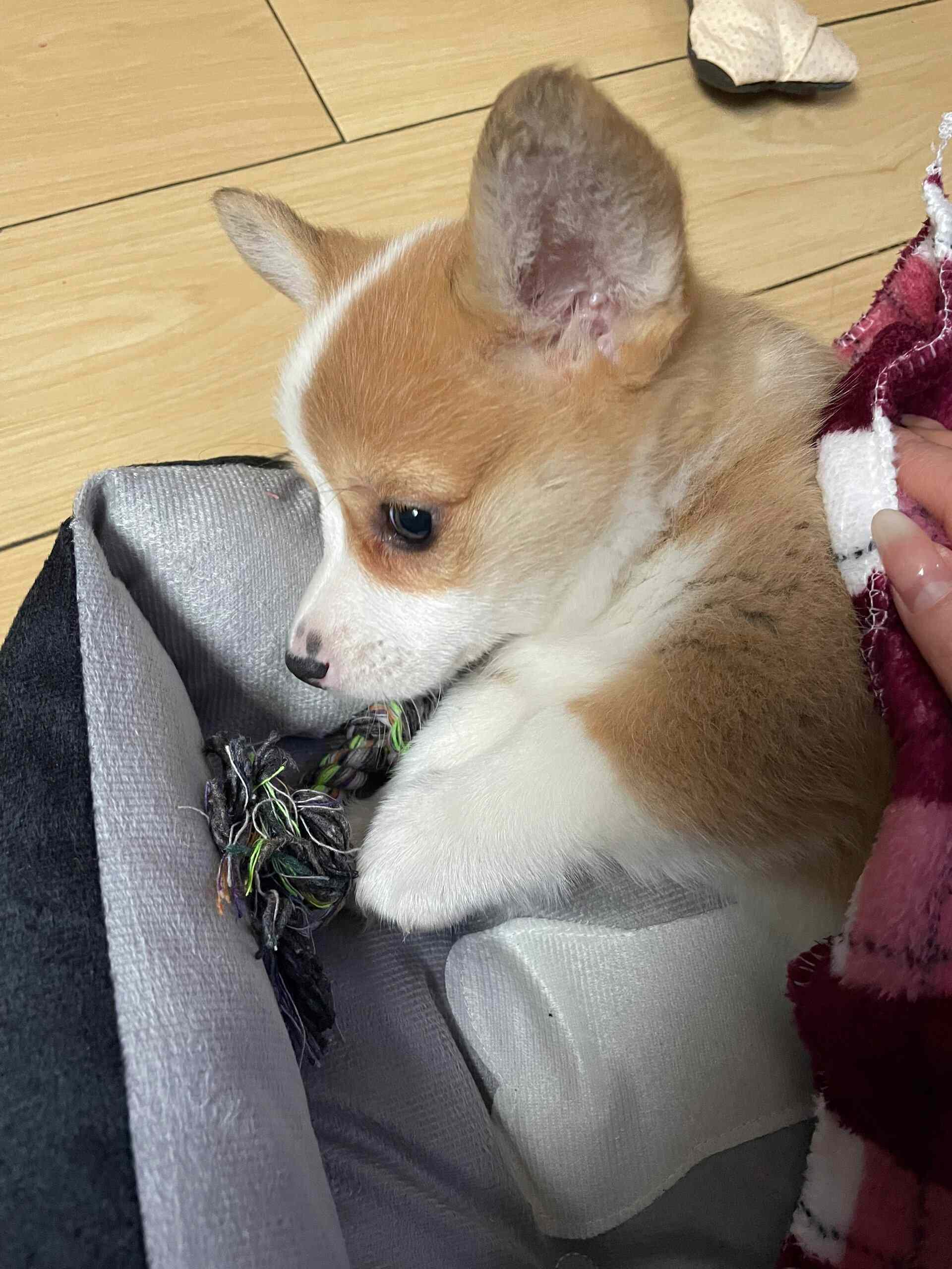 小狗入睡全过程