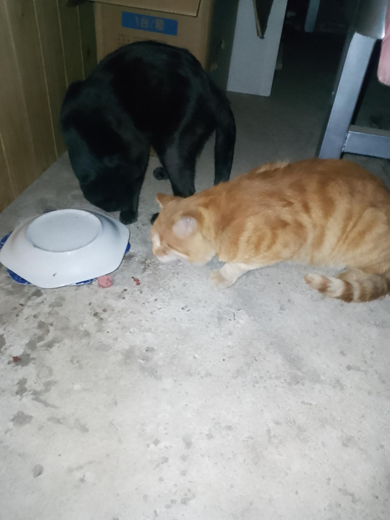 这黄猫也是够执着的，都下雨了还不回家，就惦记着来我家吃。其实黄猫主动跑来，原因还