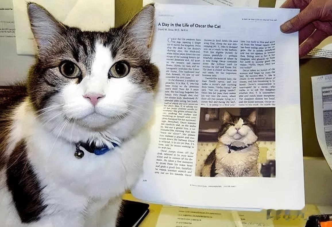 真人真事！2005年，一只六个月大的小猫Oscar被美国一家疗养院收养，作为治疗