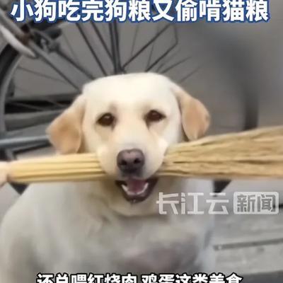 “开眼了！”5月31日报道，江苏一只8岁的宠物犬体重竟然达到150斤，主人终于下