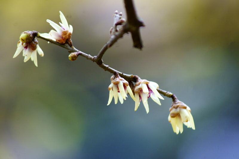 上联：梅香拂袖，一江春暖似画卷；下联：鹤影凌空，千峰翠色入诗来。