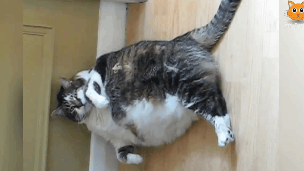 肥猫日记恶搞视频,肥猫日记恶搞视频大全