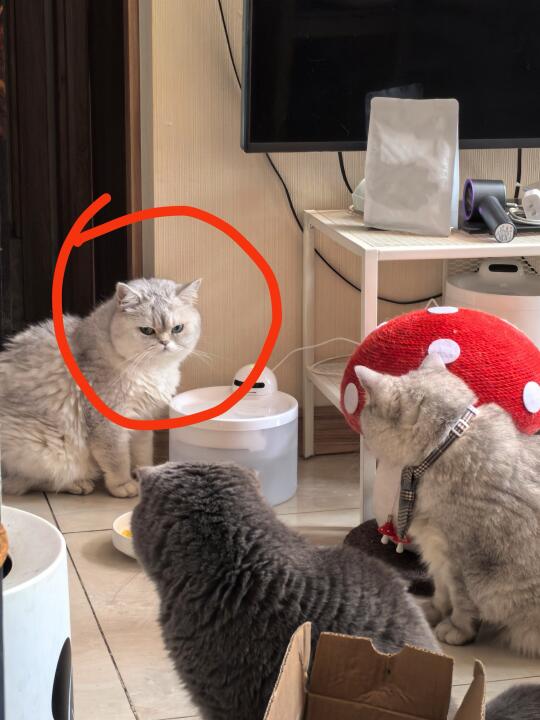 猫咪真的有嫉妒心吗？