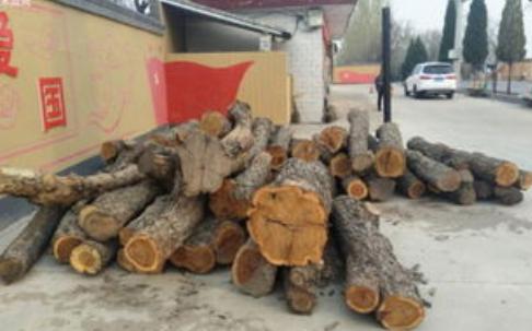 为什么枣木不能当柴烧？大部分树木死后都能当柴火烧，唯独枣树被农民们嫌弃，枣木和其