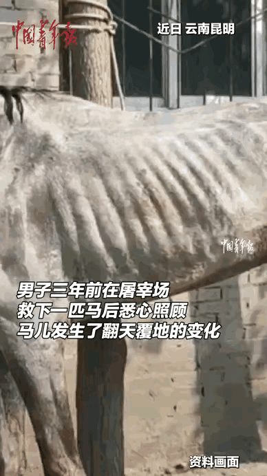 万物皆有灵！云南昆明，一匹病马原本要被主人宰掉，不料被好心人救下，3个多月的时间