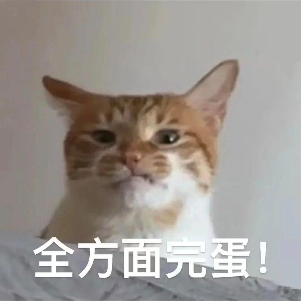 猫咪表情包~