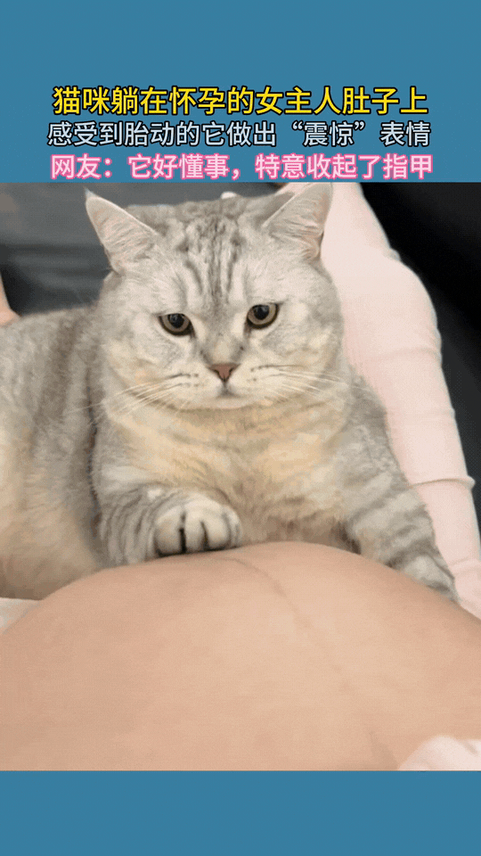 “万物皆有灵性”！猫咪躺在怀孕的女主人身上，它把银灰的身子贴在孕肚上，前爪轻轻搭