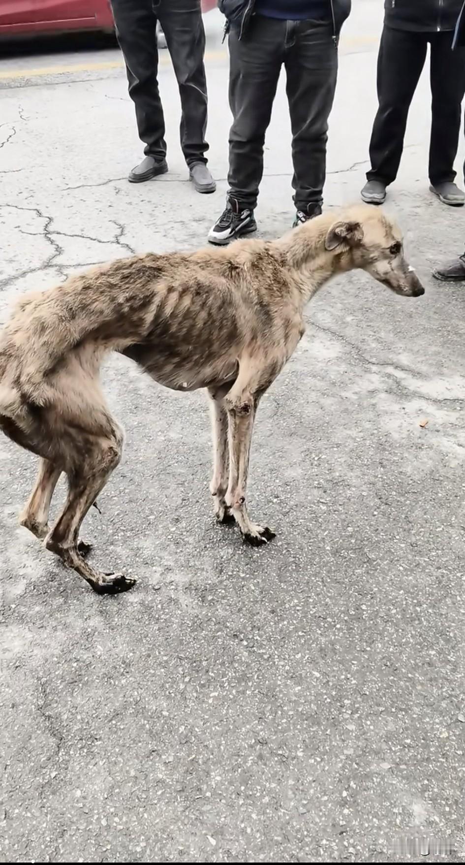 太可怜了！这天一位大哥去朋友家串门，结果走到一个集市的时候，看到一群人围在那里。