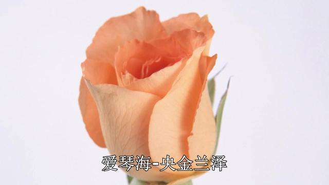 爱琴海央金兰泽外景版(演唱)超清_土豆视频