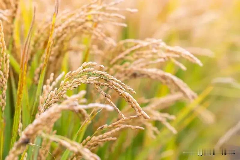 农民种的粮食像这金子般珍贵，有点夸大其词，这是一种特殊历史背景的特殊现象，并没有