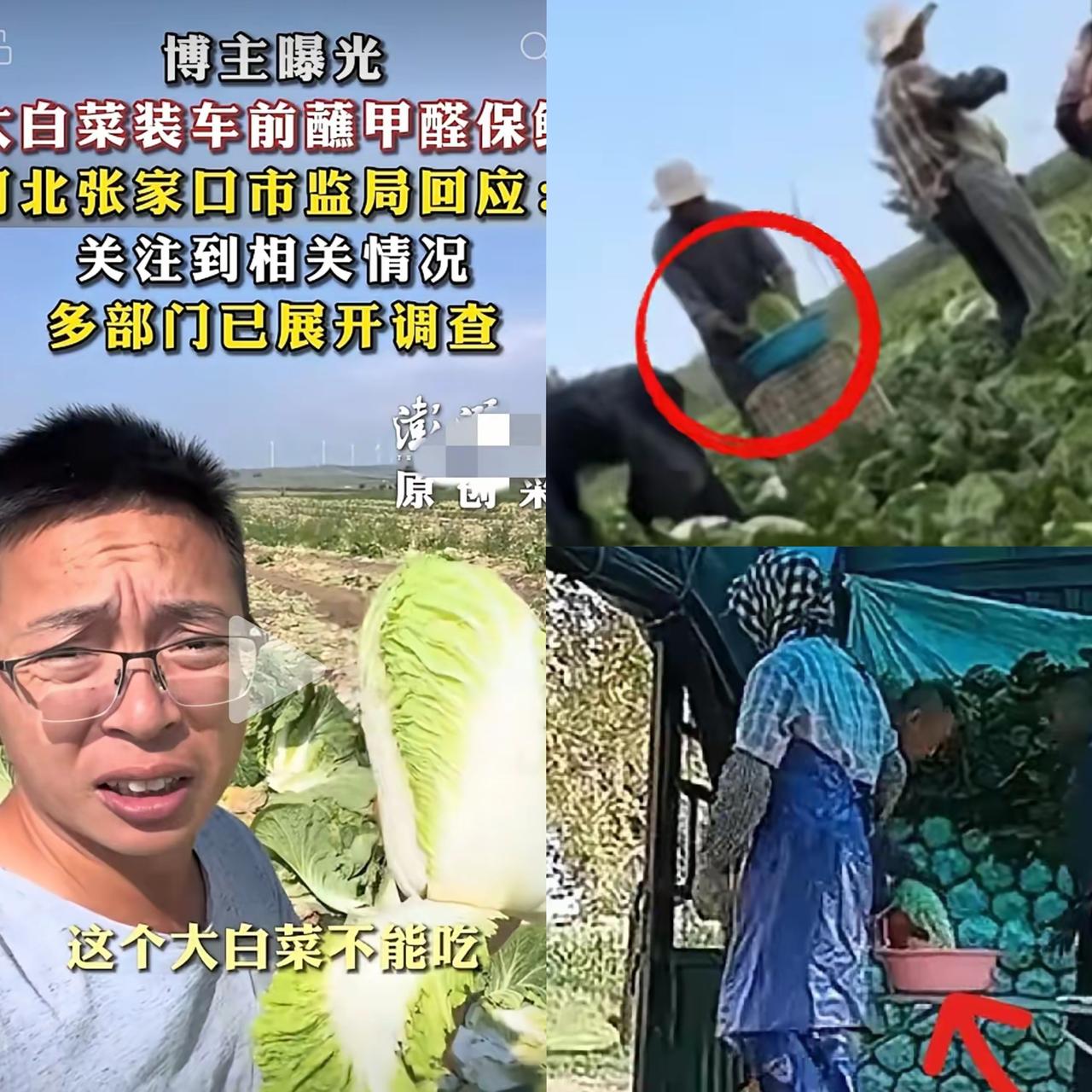 看到了白菜蘸取甲醛的新闻家里囤了半个多月的白菜瞬间不敢动，想包饺子的念头直接打