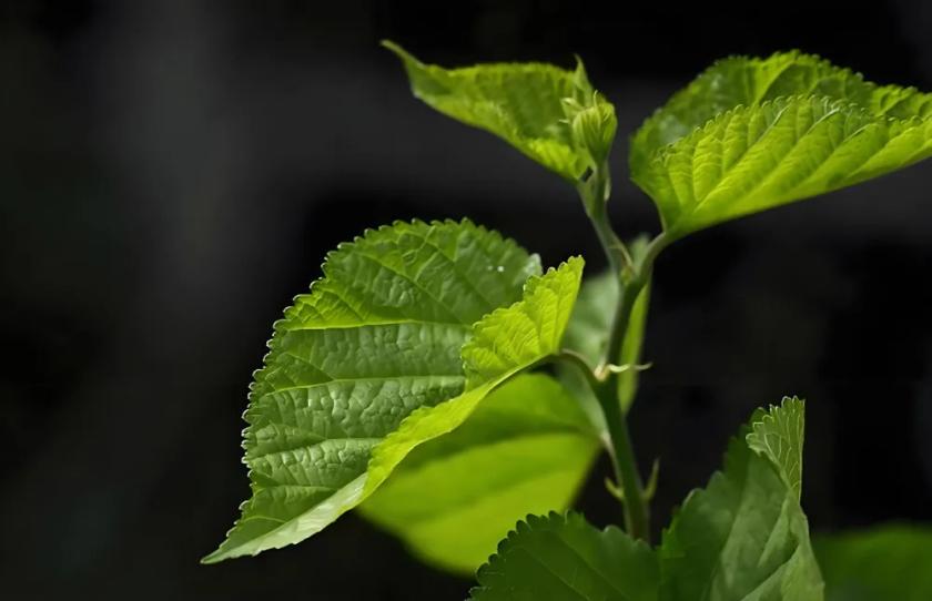 桑叶立大功！最新研究发现：咱们身边常见的桑叶，里头的天然成分真能帮着调理代谢，辅
