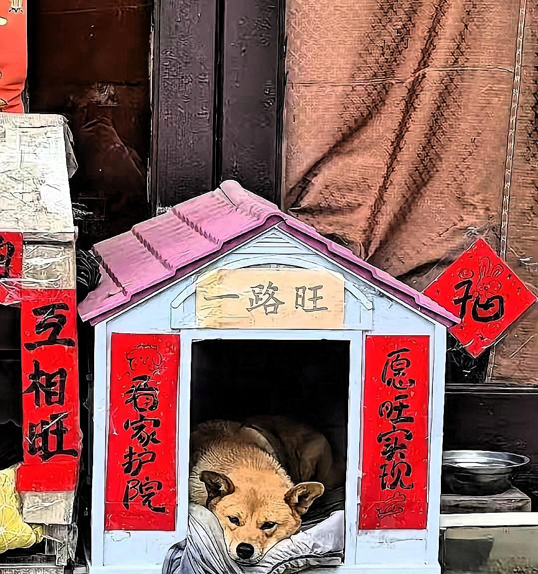 别被“大黄狗护主”的暖心滤镜骗了！四川奶奶打麻将锁9个月宝宝在家5小时，