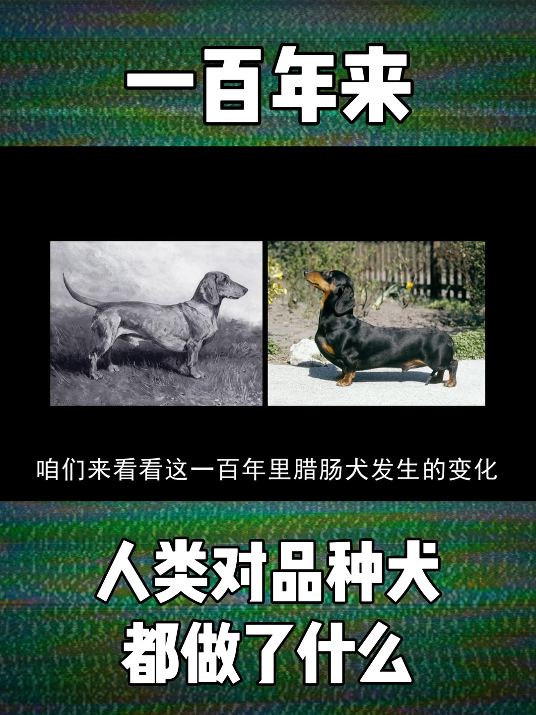 一百年来人类对品种犬都做了什么