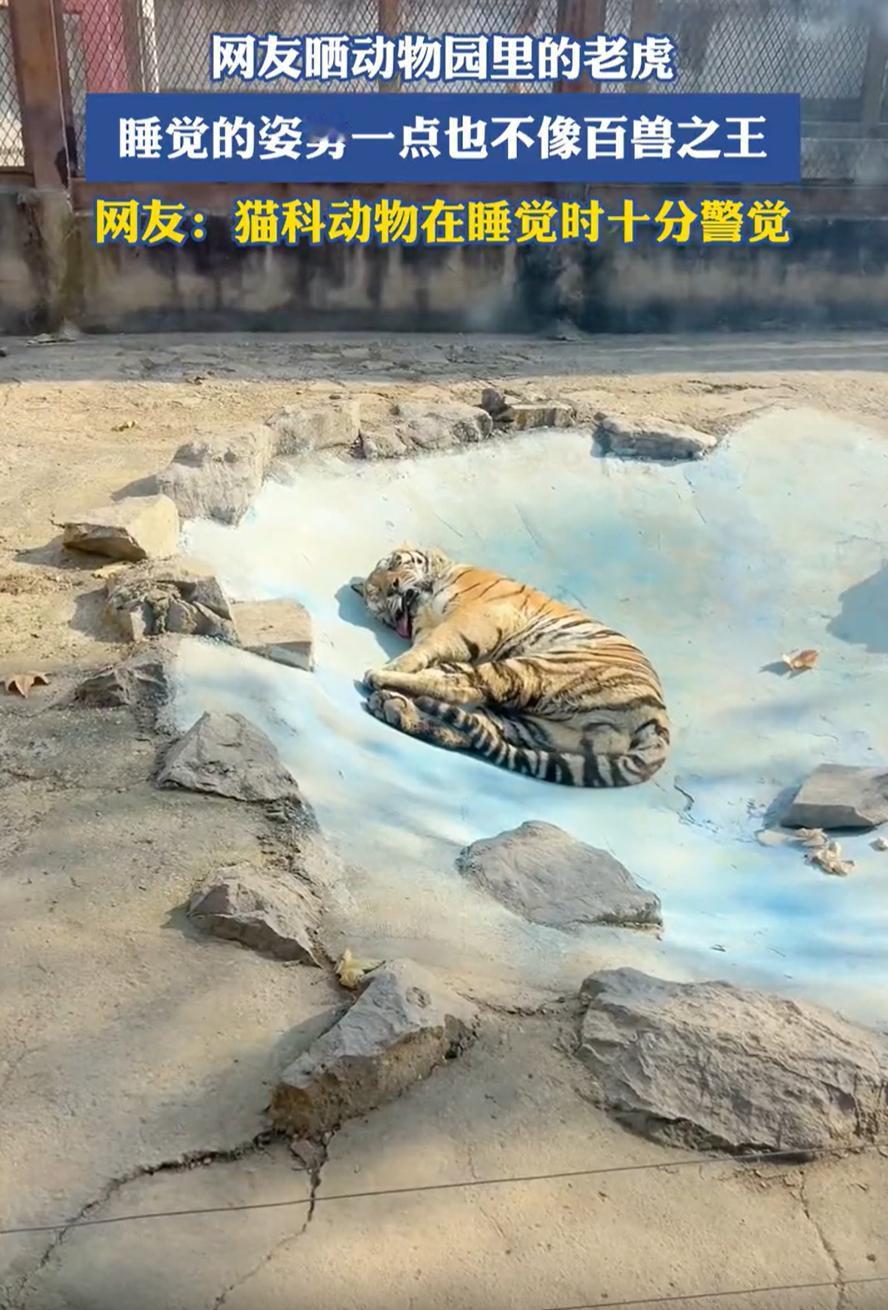 这下科学都解释不清了！一女子去动物园看老虎，结果老虎是看到了，但却不是她想象中的