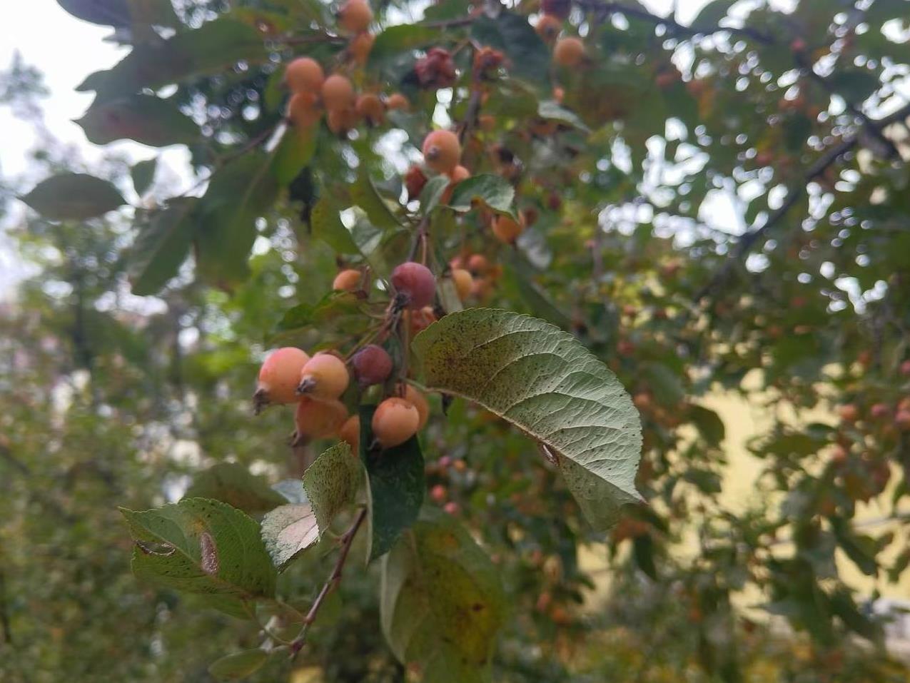 现在的婆婆们，活得确实不如保姆。一，保姆每天吃东家的饭，喝东家的茶，每月还有对