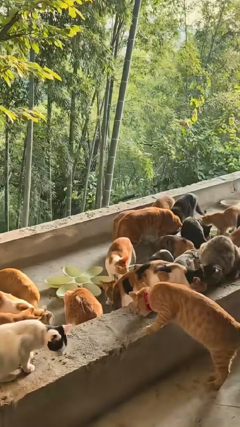 山间捡回的流浪猫军团集体排便埋土，这场面太治愈啦！女子居住在青山环抱的山中，