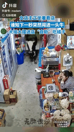 “西藏超市闯进‘不速之客’！牛进店偷啃橘子，女店主的反应绝了！”这事儿看着好