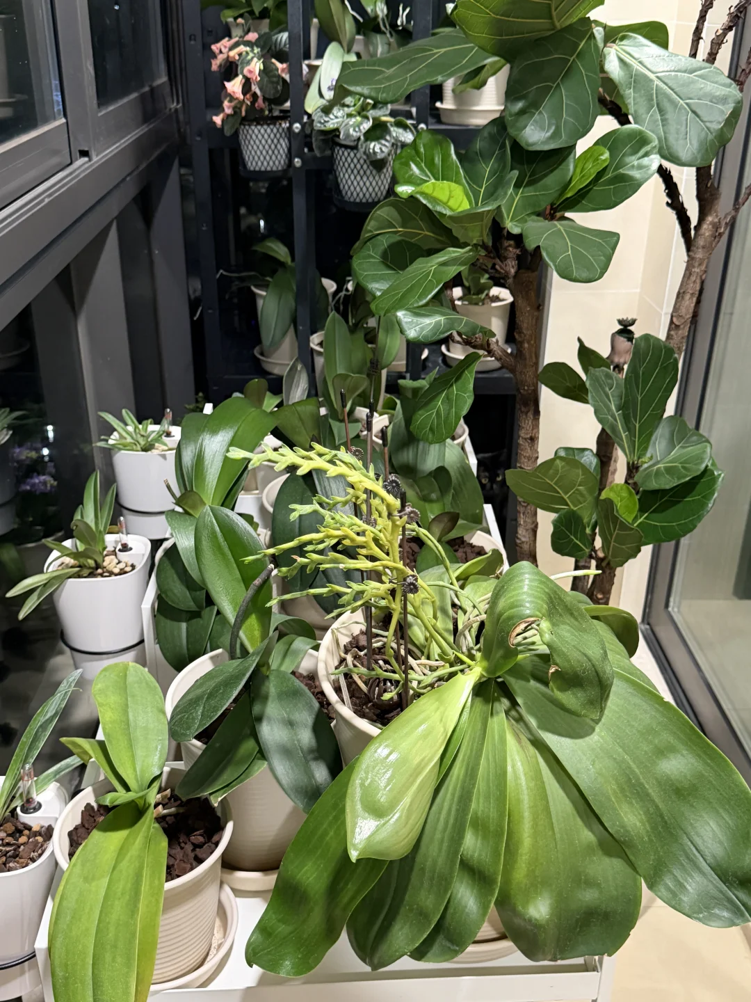 蝴蝶兰到底能长多大？
