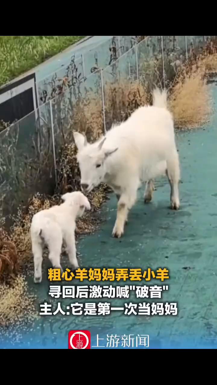粗心羊妈妈弄丢小羊，寻回后激动喊"破音"。主人：它是第一次当妈妈。上游新闻。