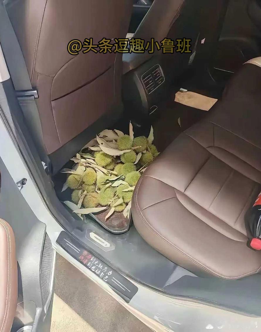 有没有人知道这是什么东西？