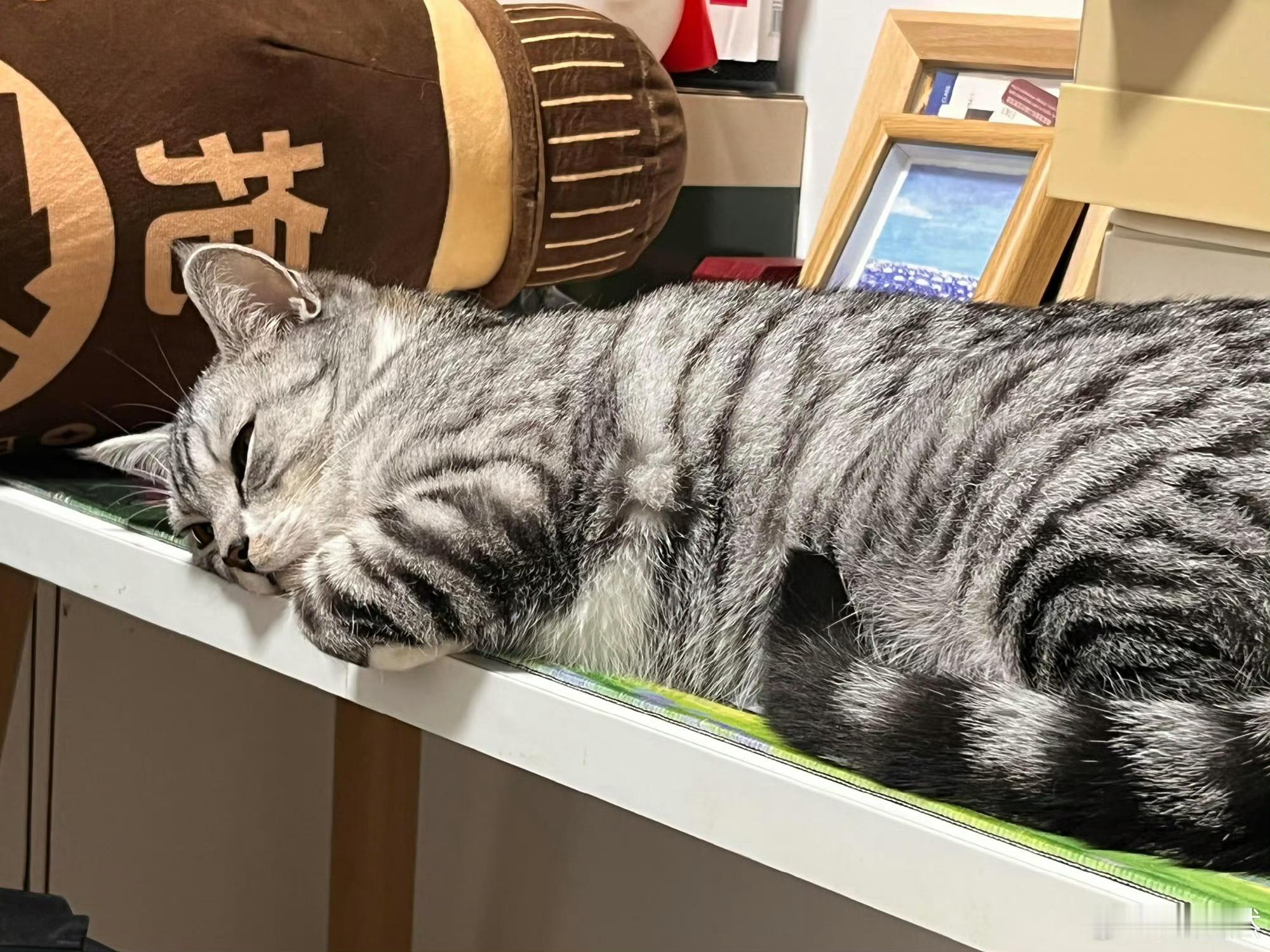 我的小猫用电脑给我留言了🖥️！！！