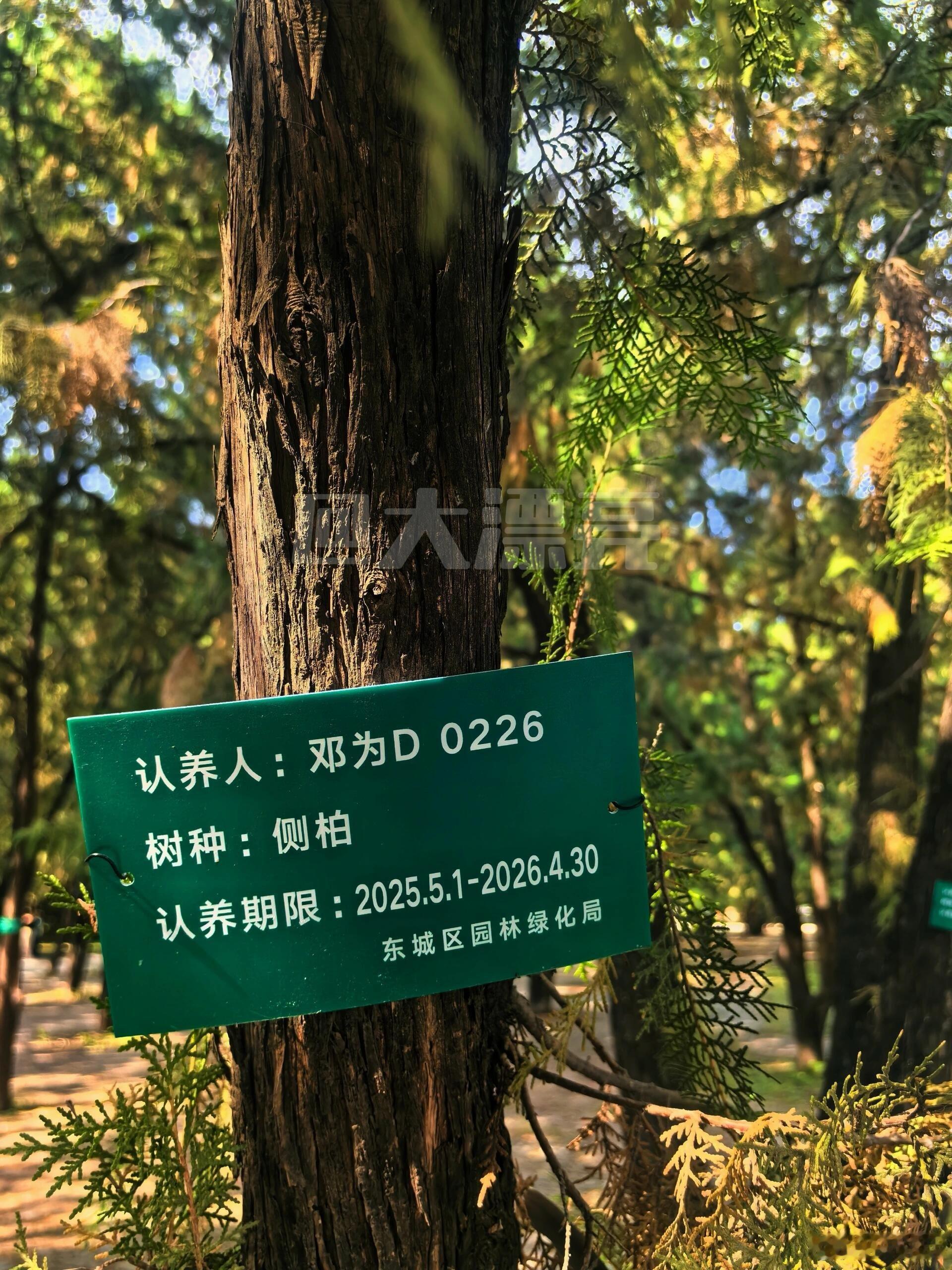 网友在北京地坛公园偶遇钻石为邓为认养的树🌲​​​