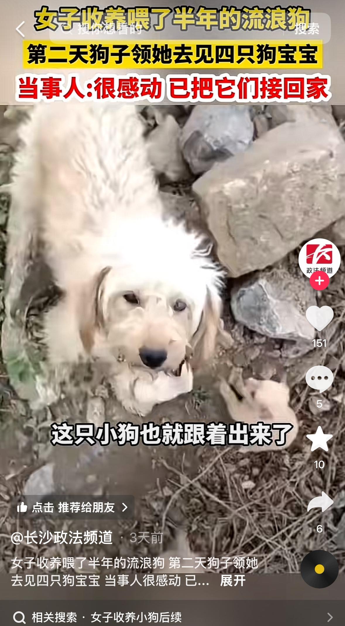 “太有灵性了！”河南，女子一直投喂流浪狗，看狗子怀孕了，就开玩笑说了句“能不