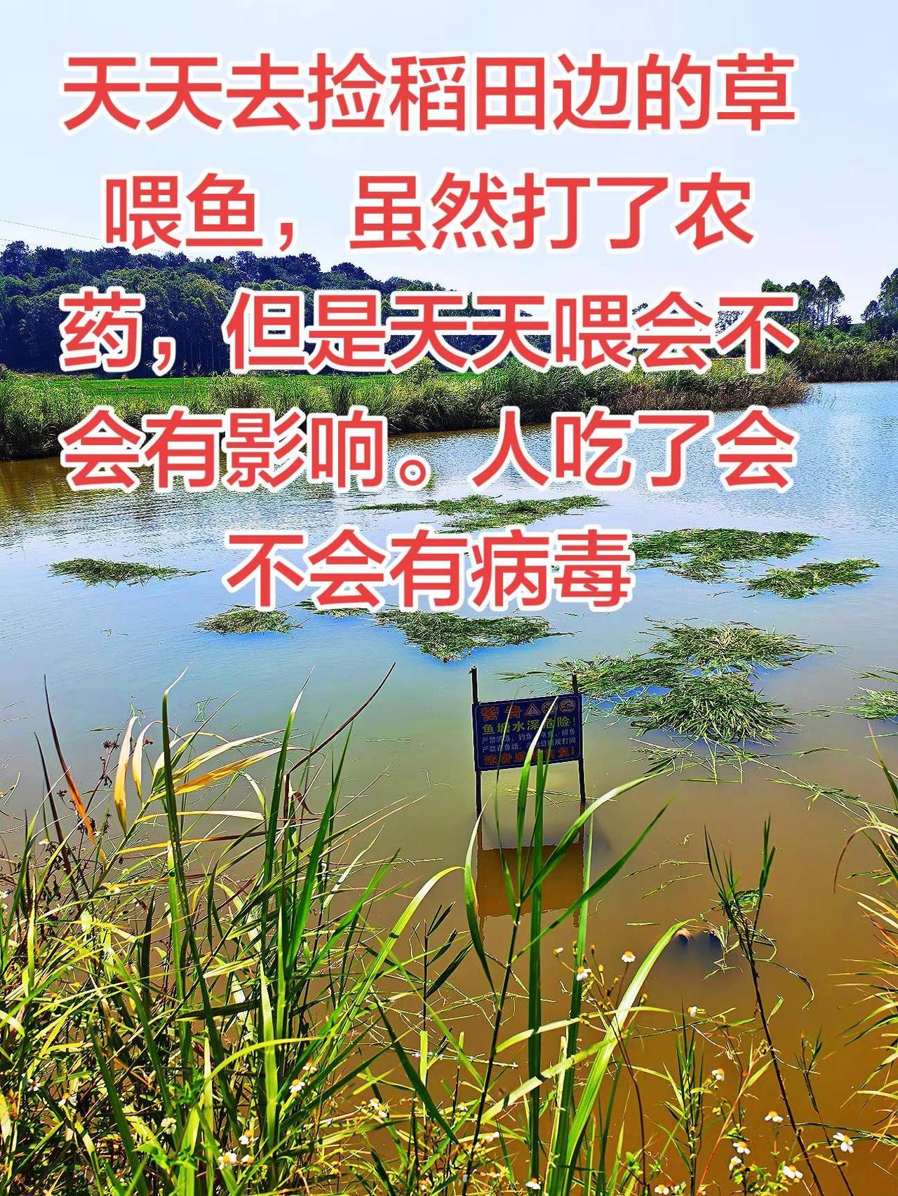 稻田边的草喂鱼喂久了，对人体有没有影响的养鱼日记草鱼农村生活