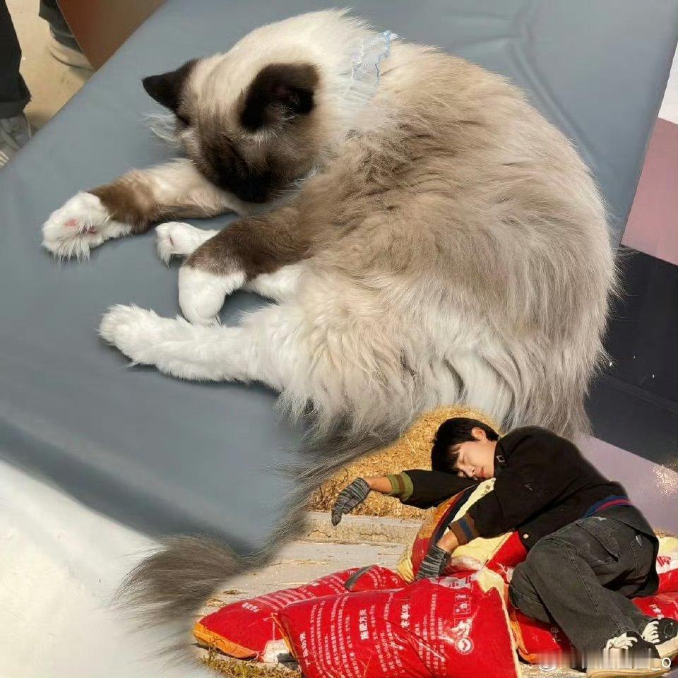 卓沅本体是猫的事儿已经藏不住了无法拒绝这么可爱的一只小猫了🤩[比心]就是那种可