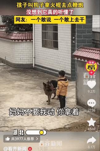太不可思议了！退役警犬在家看孩子，没想到熊孩子将鞭炮挂在门口树上，然后让狗子叼着