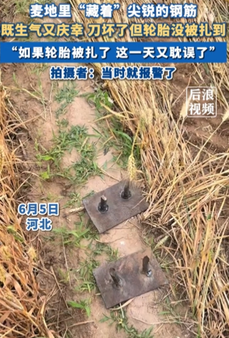 “太坏了！”河北，女子开收割机割麦子时，突然发现麦田里有动静，她下去一看，竟然发