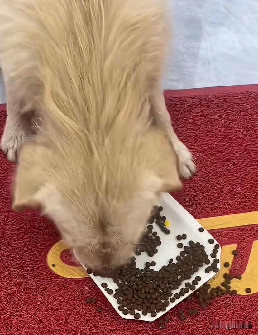 河南新乡,女子为经常投喂的流浪狗找了一个新家,没有想到狗子到了新家的头天就刨洞逃