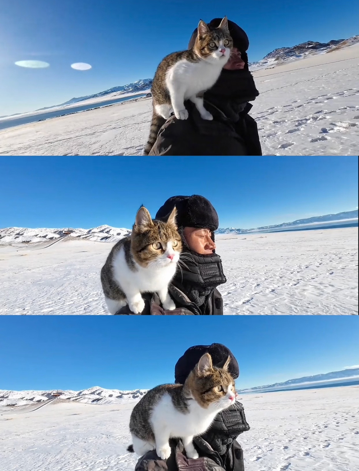 网红小猫悟空疑因中毒去世悟空的定位器空白20多分钟，全身没有明显伤痕，体内发现不