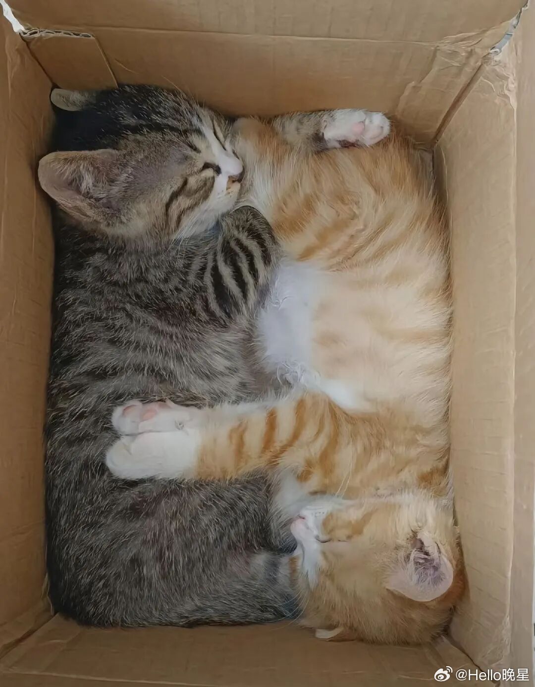 小猫也可以是方型的​​​