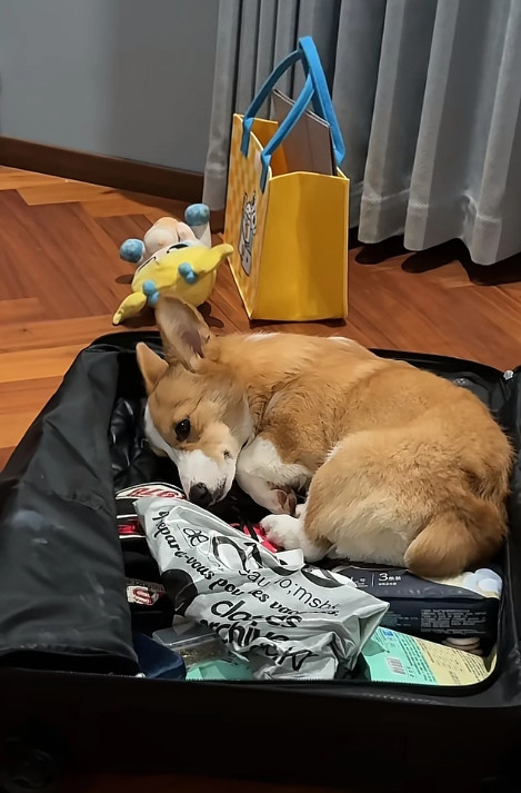 错过了小狗的十年小狗不知道什么是分别​​​