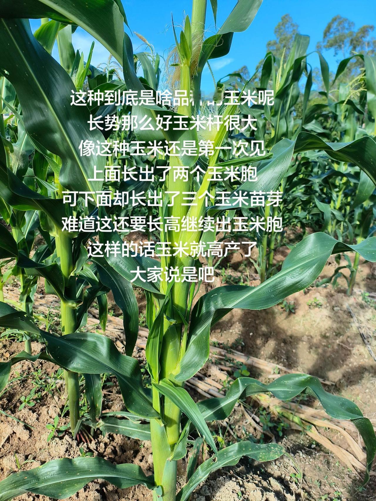 这种到底是啥品种的玉米呢长势那么好玉米杆很大像这种玉米还是第一次见上面长出